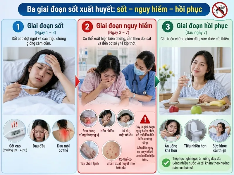 Ba giai đoạn sốt xuất huyết gồm giai đoạn sốt, nguy hiểm và hồi phục.